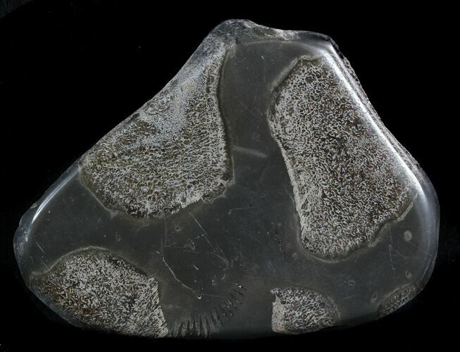 Jurassic Marine Reptile Bone In Cross-Section - Whitby, England #49184